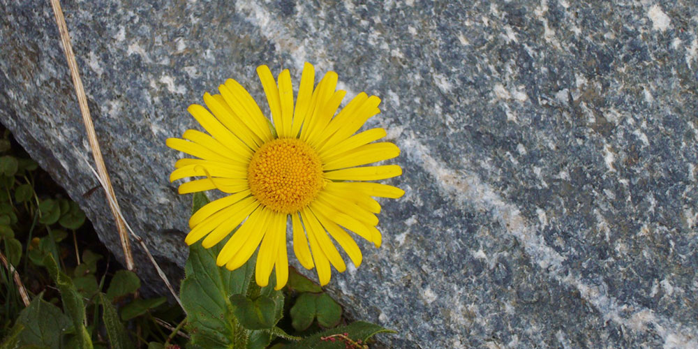 alpinkreaktiv-Landart-und-Naturerlebnistage-Slider-04